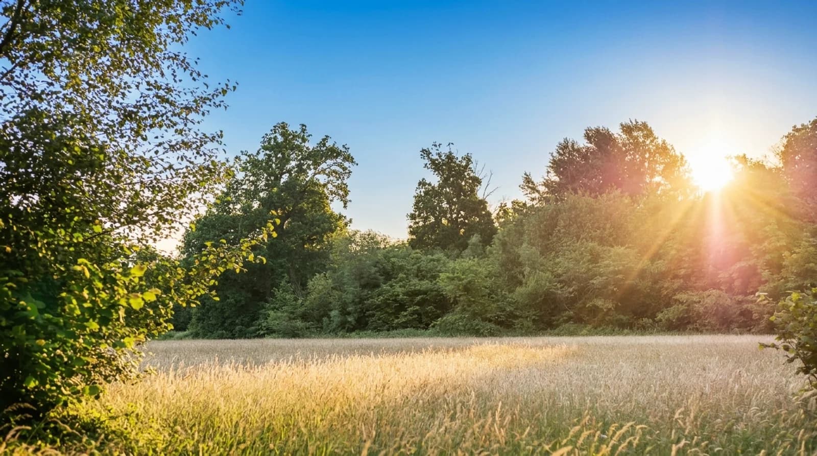 Prairie et lisière de forêt du domaine